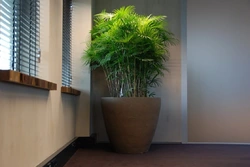 Photo Of Indoor Plants For The Hallway