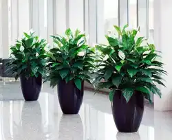 Koridor üçün qapalı bitkilərin fotoşəkili