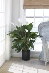 Фото комнатных растений для прихожей