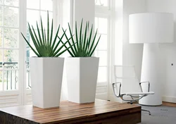Floor planters in the living room interior