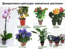 Неприхотливые цветы для кухни фото и название