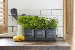 Flower pots in the kitchen photo