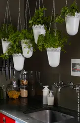 Flower Pots In The Kitchen Photo