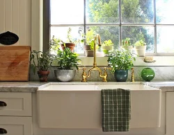 Flower pots in the kitchen photo