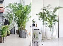 Palm trees in the living room interior photo