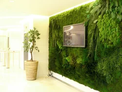 Stabilized moss in the living room interior