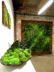 Stabilized Moss In The Living Room Interior