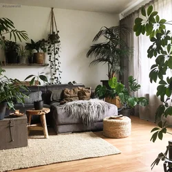 Plants in the living room photo