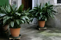 Shade-loving indoor plants for the hallway and unpretentious photos