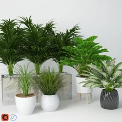 Shade-loving indoor plants for the hallway and unpretentious photos