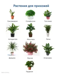 Растения В Прихожей Фото