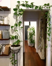 Plants in the hallway photo