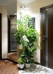 Plants in the hallway photo