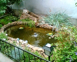 Pond from the bathroom at the dacha photo