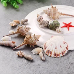 Seashells in the kitchen interior photo