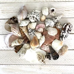 Seashells In The Kitchen Interior Photo