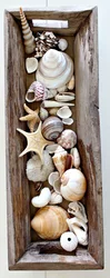 Shells дар дохили ошхона акс