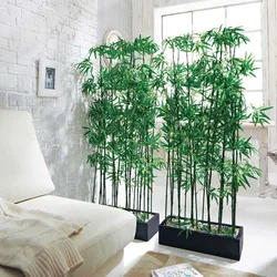 Bamboo in the living room interior
