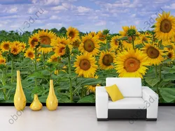 Kitchen sunflower photo