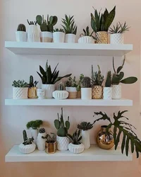 Shelves for flowers in the kitchen interior