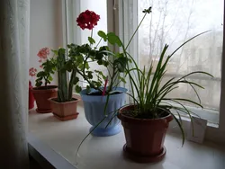 Фото цветов на окнах квартиры