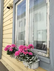 Фото Цветов На Окнах Квартиры