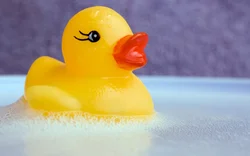 Duckling In The Bath Photo