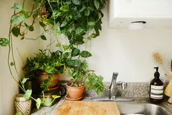 Дызайн кухні з кветкай на сцяне