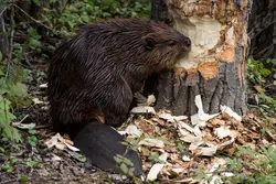 Kitchen beaver photo