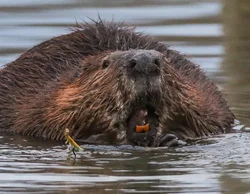 Kitchen beaver photo
