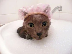 Photo Of Cats In The Bath