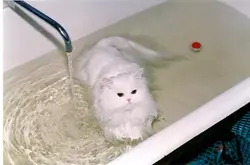 Photo of cats in the bath
