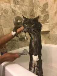 Фото котов в ванне