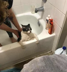 Photo of cats in the bath