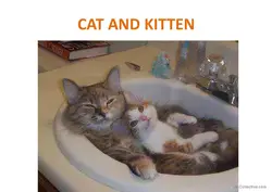 Photo of cats in the bath