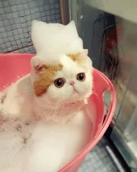 Photo Of Cats In The Bath