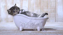 Photo Of Cats In The Bath