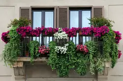 Flowers on the loggia photo