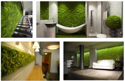 Stabilized moss in the bathroom interior